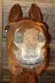 1 mars-09 098.JPG