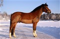 Hästar-10 025.JPG