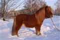 Hästar-10 110.JPG