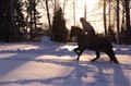 Hästar-10 193.JPG