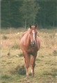 Morina 003.jpg